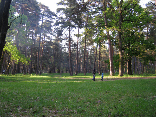 Ліс Рівне